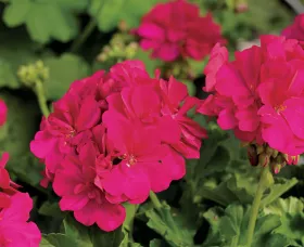Calliope® Medium Hot Pink