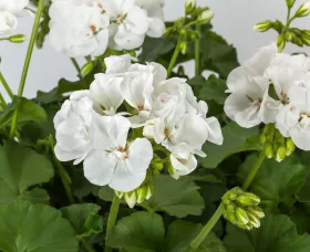 Calliope® Medium White