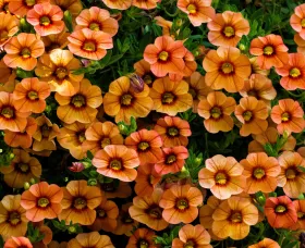 Callie® Apricot