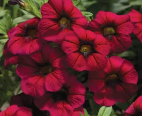Callie® Burgundy