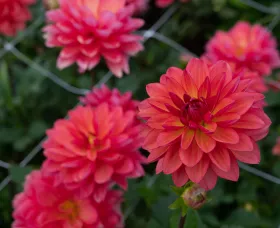 Karma Caroline Coral Pink