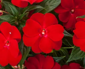 Spectra™ Bright Red