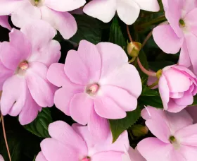 Spectra™ Lavender Shades