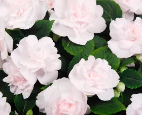 Silhouette® Appleblossom