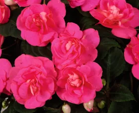 Silhouette® Rose
