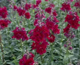 Madame Butterfly™ Red