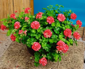 Ivy League™ Arctic Red