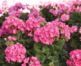 Americana® Pink