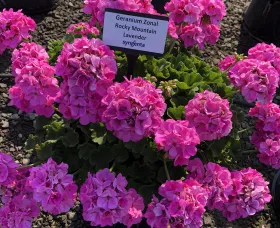 Rocky Mountain™ Lavender