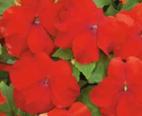 Xtreme™ Red