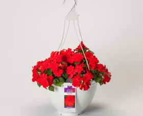 Imara® XDR Red