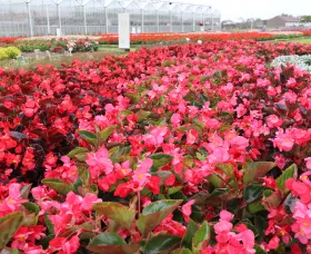 Bionic™ Green Leaf Pink