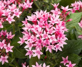 Starcluster™ Cascade Pink Bicolor