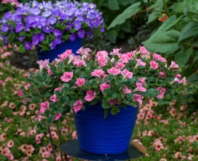 Dekko™ Star Rose