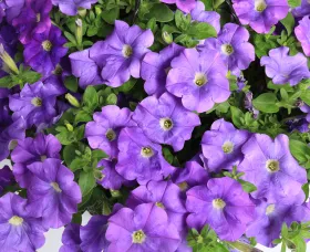 Sanguna® Light Blue