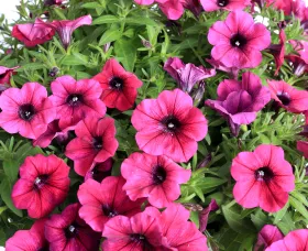 Sanguna® Patio Purple