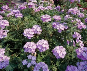 Lanai® Lavender Star