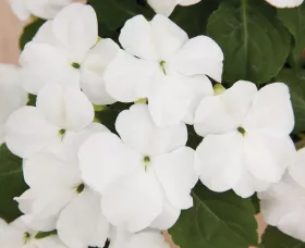 Accent™ Premium White