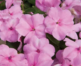 Accent™ Premium Pink