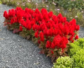 Bright Sparks™ Bright Red Bronze Leaf