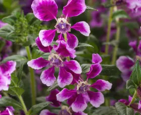 Sriracha™ Lavender Bicolor