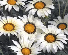 Frosty Kiss™ White