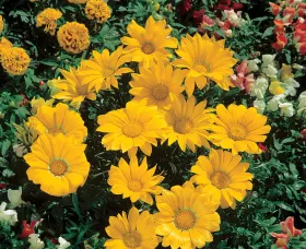 Gazoo™ Clear Yellow