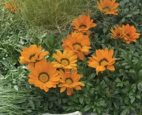 Gazoo™ Orange with Ring