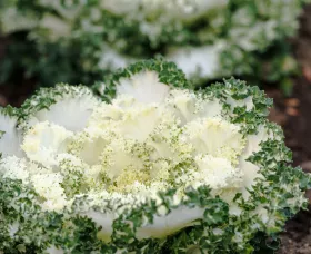 Bright and Early White