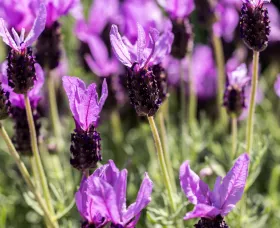 Javelin™ Fortissimo Purple