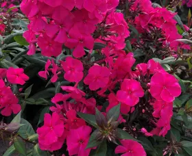 Sweet Summer™ Red