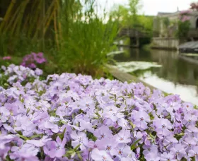 GoldiPhlox™ Lavender Eye