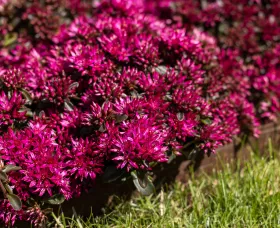 Spot On™ Deep Rose