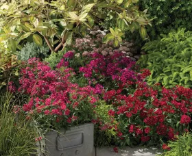 Barbarini® Red Rose Bicolor