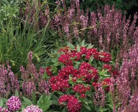 Barbarini® Red