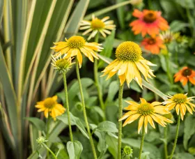 Prairie Blaze™ Golden Yellow
