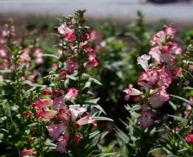 Arabesque® Pink | Syngenta Flowers