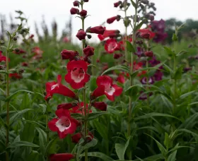 Arabesque® Red