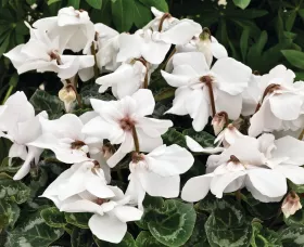 Fleur En Vogue™ White
