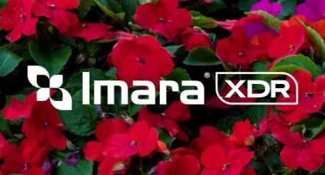 Power brand Imara XDR