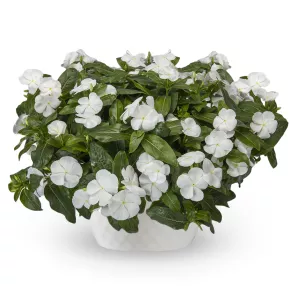 Cora Cascade XDR Vinca White Imp