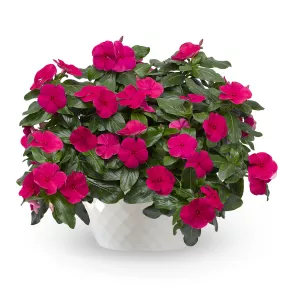 Cora® Cascade XDR Vinca Punch