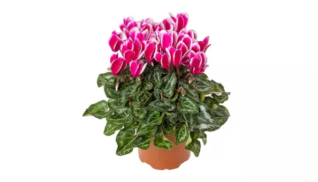 seewhy-cyclamen-thumb