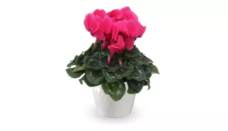 sierra-cyclamen-thumb
