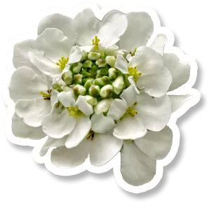 Iberis