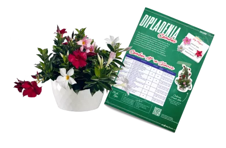 Dipladenia Combo