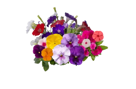 Spring Crops Seed Annuals