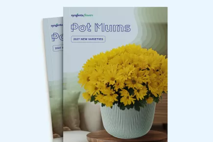 Potted yellow chrysanthemums in a white ribbed pot on a wooden table