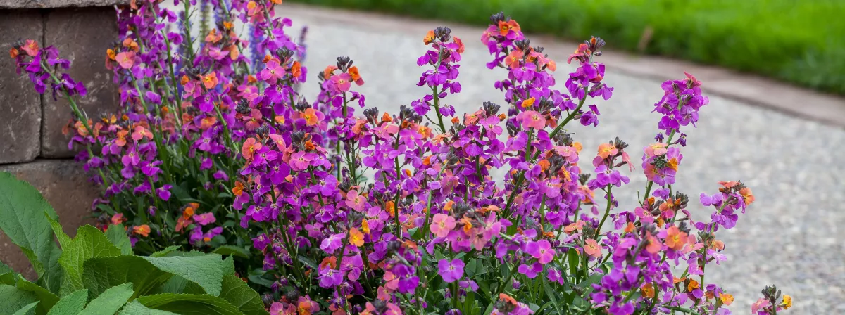 erysistible erysimum