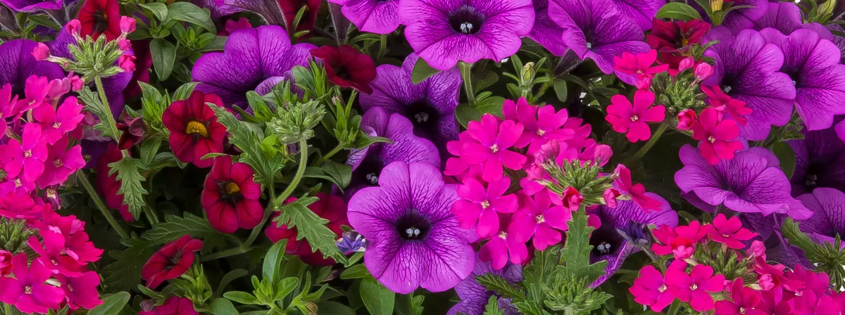 Kwik Kombos | Syngenta Flowers